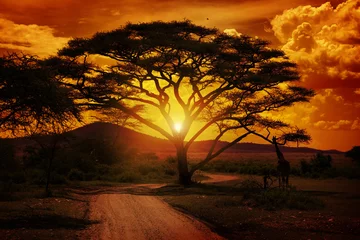 Zelfklevend Fotobehang Afrika zonsondergang © Nicola_Del_Mutolo