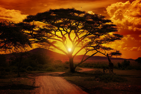 Fototapeta Africa Sunset