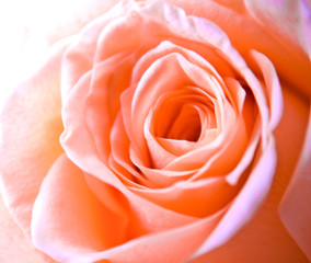 Fototapeta na wymiar różowe płatki róż