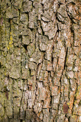 Brown bark
