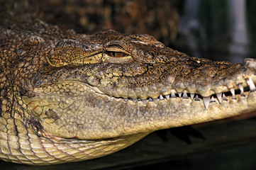 Crocodile