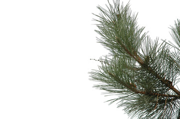 sosna, pine © Krzysztof Budziakows