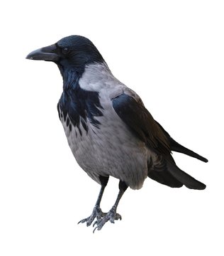 Nebelrähe/ Corvus Corone