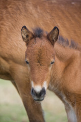 Fototapeta premium ヨナグニウマ