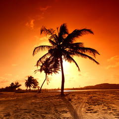 Plakat sunrise palm