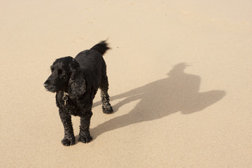 spaniel shadow