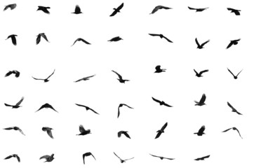 birds for background