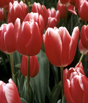 Triumpf Tulpe, Prinzess Victoria