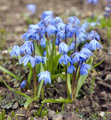 Blausternchen