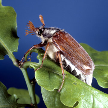 Maikaefer, Melolontha