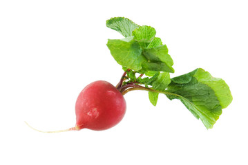 Radish