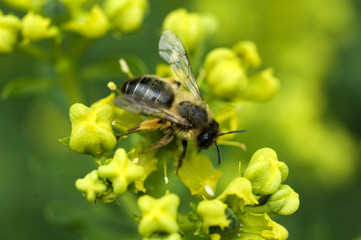 Biene auf Weinraute