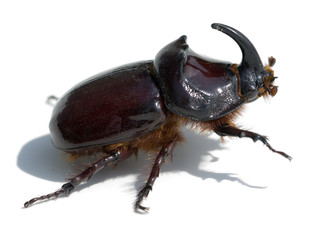Nashornkaefer