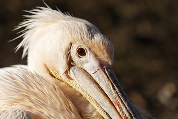Pelikan im Sonnenlicht