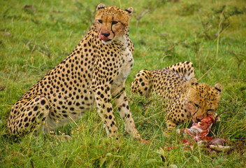 Gepard in der Serengeti