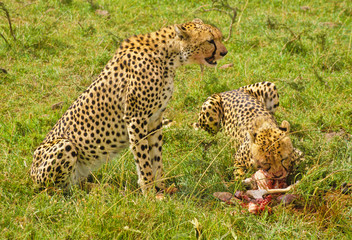 Gepard in der Serengeti