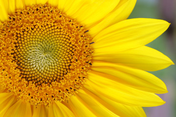 Beautiful Yellow Sunflower