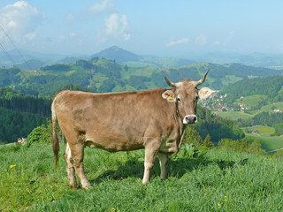 Kuh bei Appenzell