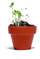 A green plant growing in a plant pot