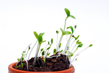 Green plants growing out of a plant pot