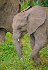 Fototapeta na wymiar Elefanten im Massai Mara