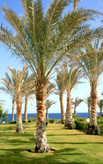 Hotel garden in Makadi bay Egypt