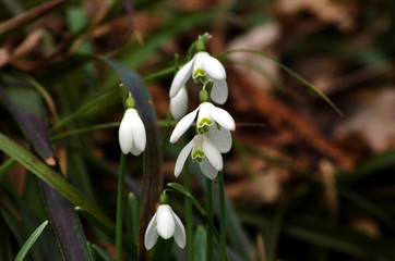 Fototapeta premium Arkadia