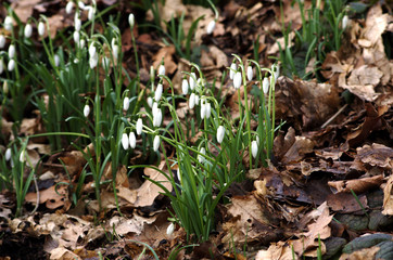 Schneeglöckchen