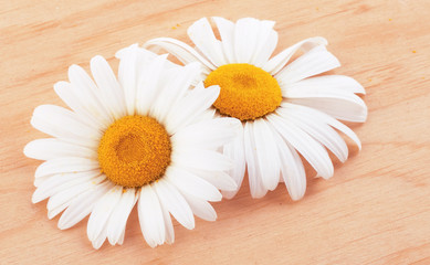 White daisies