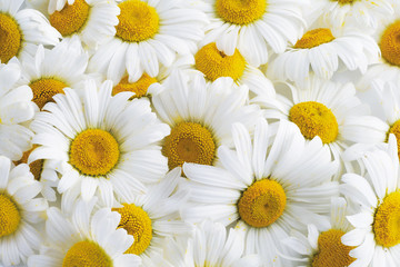 Background of white daisies