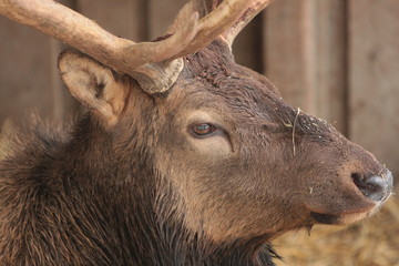 Hirsch © Petra Kohlstädt