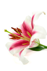 Lilies isolated on white background