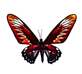 .butterfly