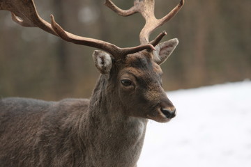 Hirsch