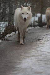 Fototapeta premium Wolf