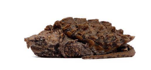 Young Alligator Snapping Turtle - Macrochelys temminckii