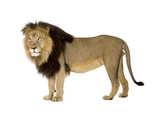 Naklejka premium Lion (4 and a half years) - Panthera leo