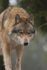 Fototapeta premium Wolf