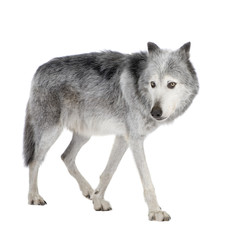 Fototapeta premium Mackenzie Valley Wolf (8 years) - Canis lupus occidentalis