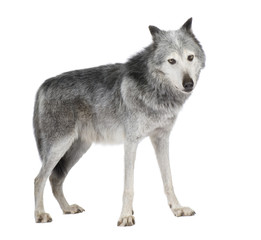 Fototapeta premium Mackenzie Valley Wolf (8 years) - Canis lupus occidentalis