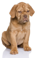 Dogue de Bordeaux puppy (2 months)