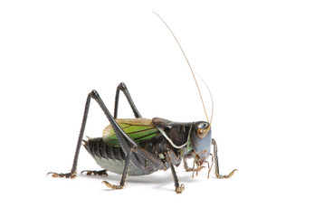 Grasshopper - Gampsocleis gratiosa