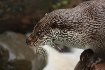 Otter