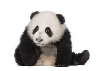 Tableaux sur verre Panda Panda géant (6 mois) - Ailuropoda melanoleuca