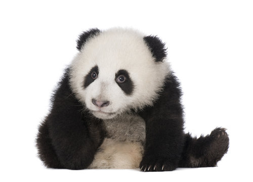 Fototapeta Giant Panda (6 months) - Ailuropoda melanoleuca