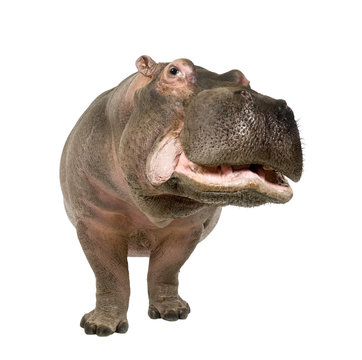 Hippopotamus - Hippopotamus amphibius ( 30 years)