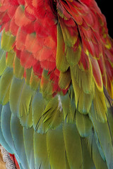 Obraz premium Green-winged Macaw - Ara chloropterus (18 months)