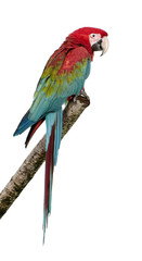 Green-winged Macaw - Ara chloropterus (18 months) © Eric Isselée