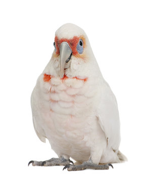 Long-billed Corella - Cacatua tenuirostris