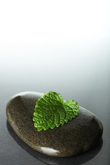 Leaf on stone